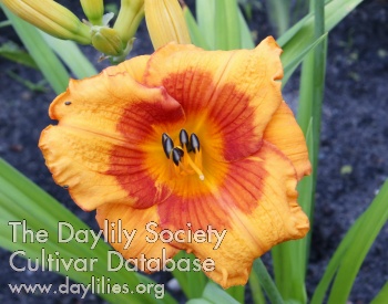 Daylily Hipolit Cegielski